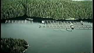 Salmon Aquaculture  A Growing Industry [upl. by Leahkim282]