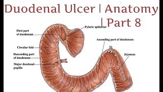 Duodenal Ulcer  Anatomy  Part 8 [upl. by Jenness]