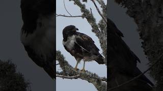 Whitetailed Hawk preens [upl. by Arebma60]