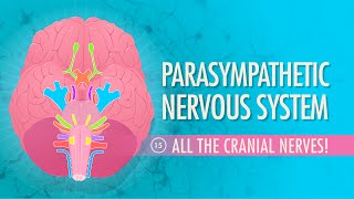 Parasympathetic Nervous System Crash Course Anatomy amp Physiology 15 [upl. by Nestor]