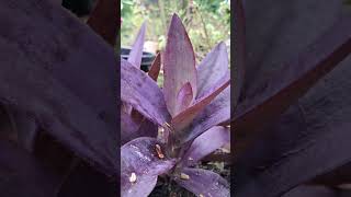 Tradescantia pallida Purple Hearttradescantia reels leaves shortvideo [upl. by Pete]