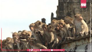 Macaque attack humans try to take back Thai city from monkeys [upl. by Einnod]