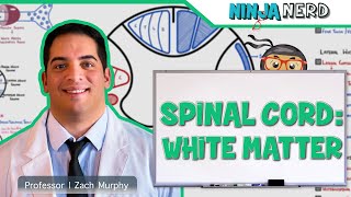 Neurology  Spinal Cord White Matter Structure amp Function [upl. by Ahtiekal737]