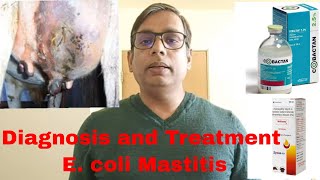 E coli Mastitis  Septic Shock  Toxemia  सही Treatment कैसे करें [upl. by Murphy225]