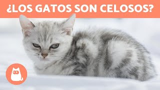 ¿Los gatos son celosos  ¡TODO SOBRE LOS CELOS EN LOS GATOS [upl. by Palermo47]