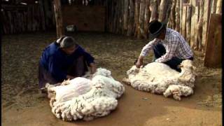 Sheepshearing  Navajo Traditions Monument Valley [upl. by Klemm402]