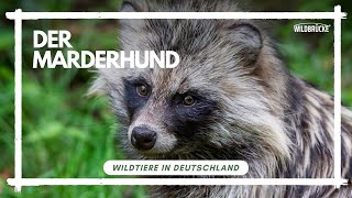 Der Marderhund Wildtiere in Deutschland [upl. by Aidas]