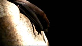 Velvety Freetailed Bat  Pallass Mastiff Bat  Molossus molossus Murcielagos de Colombia [upl. by Beret]