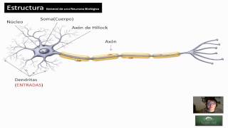 Redes Neuronales  12 Estructura de una Neurona Biológica  Hackeando Tec [upl. by Ace]