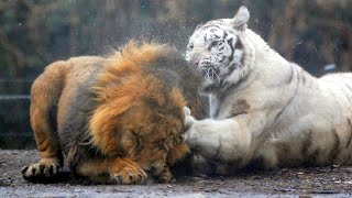 Real Fights Between Lion and Tiger Clash of the Titans [upl. by Tletski69]