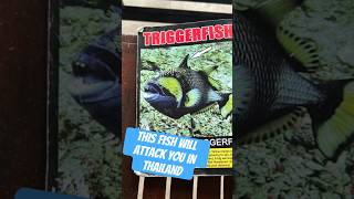 Triggerfish attack triggerfish travel scubadiving underwater vlog diving kohtao [upl. by Ybeloc11]