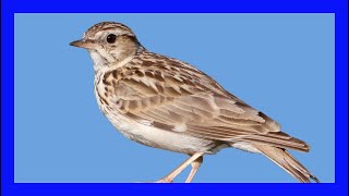 Woodlark Singing Woodlark Calling Chirping Sound  Alondra Totovía Canto  Lullula Arborea [upl. by Auka]