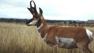 Pronghorn  Oregon Grizzly Hunt Unit [upl. by Uwkuhceki]