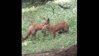 FOX  SKIN FLESH TAN  Furbearing Animals  Video 1 of 2 [upl. by Ruben]