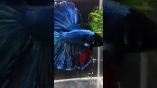 Silky Blue Betta 💙shortsvideo shortvideo [upl. by Annasor]