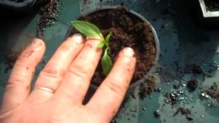 Restoring etiolated chilli seedlings back to health [upl. by Niowtna120]