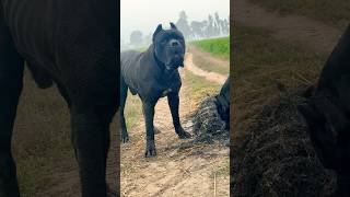 Cane corso in Uttar Pradesh Big dawgs canecorso dog viral fyp instagram shorts like share [upl. by Leasi894]