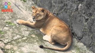 Parque Zoológico Nacional de El Salvador Centroamérica [upl. by Calendre425]