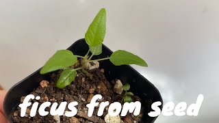 Grow Ficus Plants from Seed [upl. by Corsetti]