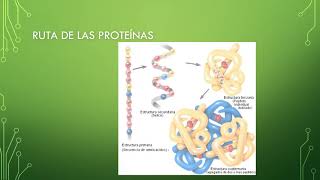 RUTAS METABÓLICAS DE LOS MACRONUTRIENTES [upl. by Yrevi]