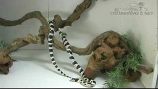 Lampropeltis getula californiae Cobra real californiana  California kingsnake [upl. by Maram950]