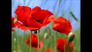 Coquelicot plante médicinale [upl. by Sulamith]