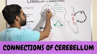 CONNECTIONS OF CEREBELLUM  NEUROANATOMY OF CEREBELLUM PART 3 [upl. by Ydne]