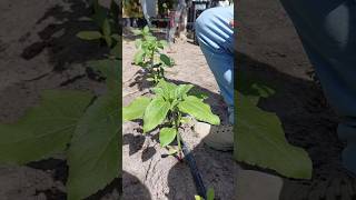 🌻🌻Escarda de girasoles🌻🌻 girasol girasoles flores 14defebrero [upl. by Annaerda]