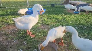 The Birds enjoy their evening dinner [upl. by Gnilrad]