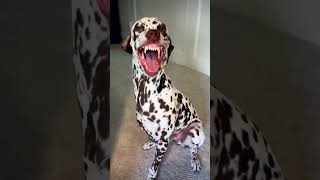 Happy smiling dog 🐶😂♥️ shorts dalmatian smile fypシ funny humor cute dog memes [upl. by Auginahs533]