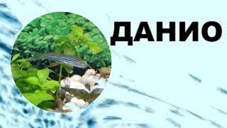 Данио Содержание уход виды размножение GloFish [upl. by Akemehc]