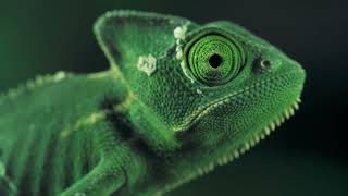 A green chameleon seen from one side [upl. by Nossila]