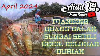 April 2024 Mancing Udang Galah Sungai Sedili Kecil Belukar Durian kingjenggo pemancingtegar [upl. by Adaminah611]