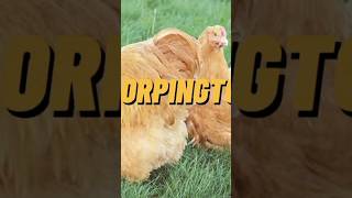 7 ORPINGTON 🐔 chicken [upl. by Griswold]