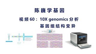 【陈巍学基因】视频60：10X genomics分析基因组结构变异 [upl. by Bondon]