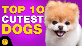 TOP 10 CUTEST DOG BREEDS [upl. by Kiele]