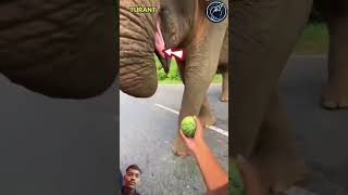 Kya guys dekho 😱 hathi ne kya kiya elephant amazingfacts animals shorts viralshort video ❤️😱 [upl. by Ric]