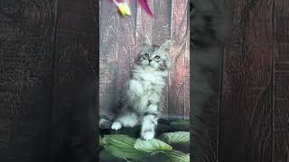 Salina Black Silver Spotted Tabby Maine Coon Kitten Available Now  Purebred Kitties [upl. by Aiyot]