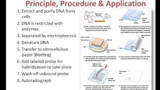 Southern Blotting Principle Procedure and Applications [upl. by Walls]