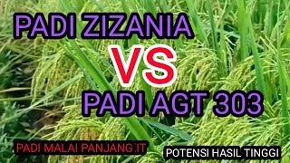 Perbandingan Padi Zizania dengan Padi AGT 303 [upl. by Hooke]