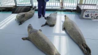 A trip to Mombetsu in Hokkaido – Soothe your soul with a visit to Tokkari Center to see the seals [upl. by Lory820]