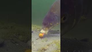 fishing fish carp carpfishing catchandrelease underfishing underwater animals fail shorts [upl. by Clareta371]