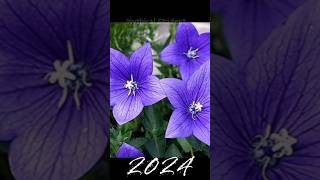 2024 Platycodon grandiflorus and 5000bce Platycodon grandiflorusmythical student shortvideo [upl. by Atinal]