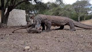 Komodo dragons catches and eats monkeys alive [upl. by Rogergcam20]