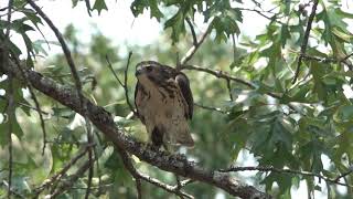 Broad winged Hawk July 25 2024 near Cecil AR [upl. by Laeno]