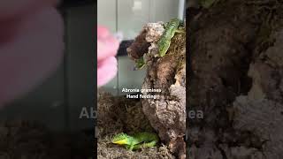 Abronia graminea hand feeding [upl. by Dorcas259]