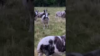 Animal check after the Yorkshire show sheep youngfarmers sheepgame [upl. by Duwe564]