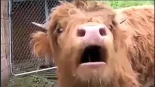 Animals With Autotune Compilation [upl. by Atiugal]