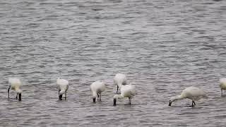 Eurasian spoonbill Platalea leucorodia or Lepelaar [upl. by Aratihc]