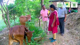 NICRA PROJECT BOLANGIR SUCCESS STORIES 01 [upl. by Ahseyn]